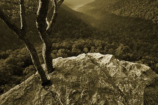 Plant;Trunk;Bark;Leafy;Branches;Branch;Woodland;Herbaceous;Shrub;Bush;Trees;Tree Trunk;Striation;Stone;Rock;Boulder;Geology;Geological;Rock formations;Rocks;Range;Pinnacle;Summit;Mountainous;Peak;Precipice;Mountain Top;Mountains;Mountain;Glen;Hollow;Canyon;Gorge;Cove;Valley;Wood;Woods;Timber;Timberland;Forest;Haze;Obscured;Mist;Misty;Foggy;Fog