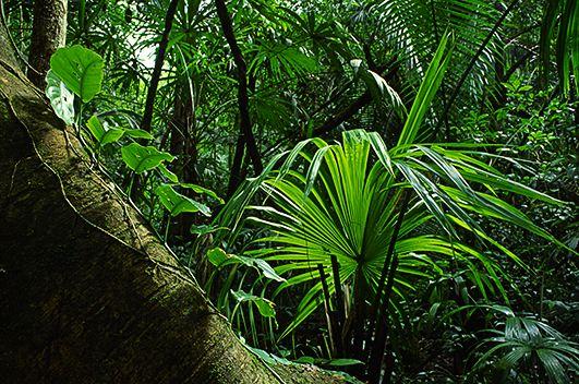 Forest;Trees;Leaves;Leaf;Plants;Woods;Bark;Outdoors;Nature;Natural;Woodland;Moss;Ferns;Botanical;Rainforest;Rain forest;Temperate;Wet;Humid;Weather;Bush;Tropical;Luxuriant;Boreal;Timberland;Sunlight;Sun;Beams;Sunbeam;Rays;Light;Luminance;Illuminate;Vegetation;Foliage;Veins;Compound;Leaflet