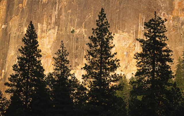 Abstract;Abstractions;Patterns;Shapes;Textures;Rocks;Rock;Boulder;Boulders;Rock Formations;Stones;Pebble;Pebbles;Stone;Tree Trunk;Trees;Bush;Shrub;Herbaceous;Woodland;Branch;Branches;Leafy;Bark;Trunk;Plant