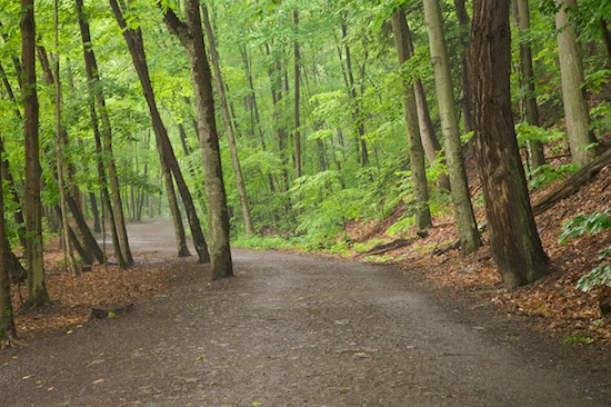 Bark;Branch;Branches;Fog;Foggy;Foliage;Footpath;Forest;Haze;Herbaceous;Journey;Leaf;Leafy;Leaves;Mist;Misty;Obscured;Path;Pathway;Plant;Route;Timber;Timberland;Trail;Travel;Tree;Tree Trunk;Trees;Trunk;Vein;Walk;Wood;Woodland;Woodlands;Woods