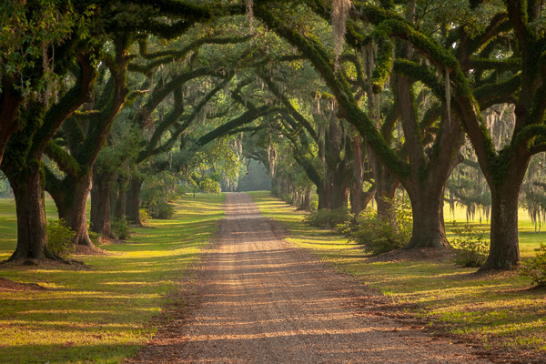 Animals;Beams;Bird;Blossom;Blossoms;Branches;Brown;Bush;Calm;Daylight;Floweret;Flowering;Flowers;Footpath;Healing;Health care;Healthcare;Herbaceous;Journey;Leafy;Light;Looking up;Louisiana;Msrap;Nature;Pastoral;Path;Pathway;Plant;Route;Shrub;Southern Crested Caracara;Spanish Moss;St Francisville;Stock categories;Streaming;Sun rays;Sunlight;Sunshine;Tan;Travel;Tree;United States;Walk;Walkway;Woodland;Woods;bark;bloom;branch;flora;floral;flower;green;landscape;leaves;limbs;oneness;peaceful;plants;rays;restful;road;roads;serene;soothing;southeast;sunlit;trail;tranquil;travel;tree limbs;tree trunk;trees;trunk;zen
