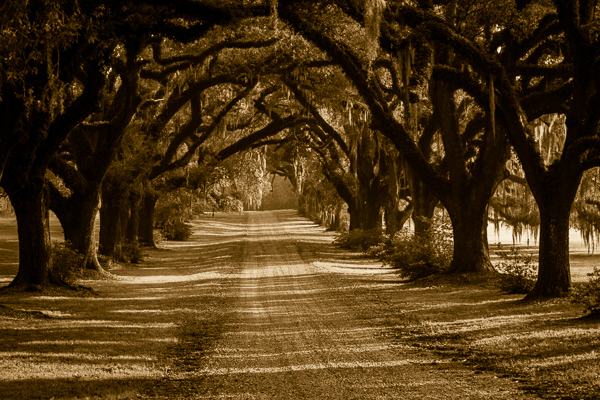 Beams;Blossom;Blossoms;Branches;Brown;Bush;Calm;Daylight;Floweret;Flowering;Flowers;Footpath;Healing;Health care;Healthcare;Herbaceous;Journey;Leafy;Light;Looking up;Msrap;Nature;Pastoral;Path;Pathway;Plant;Route;Shrub;Spanish Moss;Stock categories;Streaming;Sun rays;Sunlight;Sunshine;Tan;Travel;Tree;Walk;Walkway;Woodland;Woods;bark;bloom;branch;contemporary art;flora;floral;flower;landscape;leaves;limbs;oneness;peaceful;plants;rays;restful;road;roads;sepia;serene;soothing;sunlit;trail;tranquil;travel;tree limbs;tree trunk;trees;trunk;zen