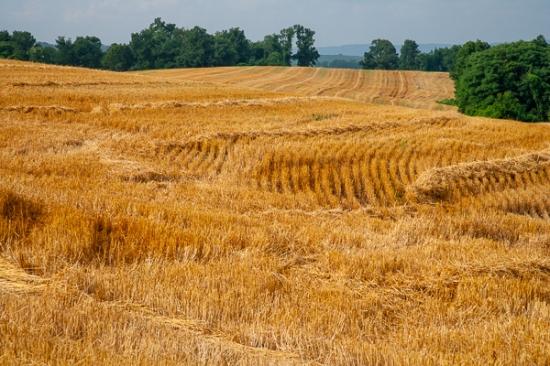 Agricultural;Agriculture;Blue;Brown;Calm;Farm;Farming;Farmland;Fields;Forest;Forested;Gold;Healing;Hill;Mountain;Mountain Side;Tan;Timber;Timberland;Tree;Wood;Woodland;Woodlands;Woods;Yellow;field;grass;green;hay;hillside;leaves;pasture;peaceful;restful;serene;soothing;tranquil;trees;zen