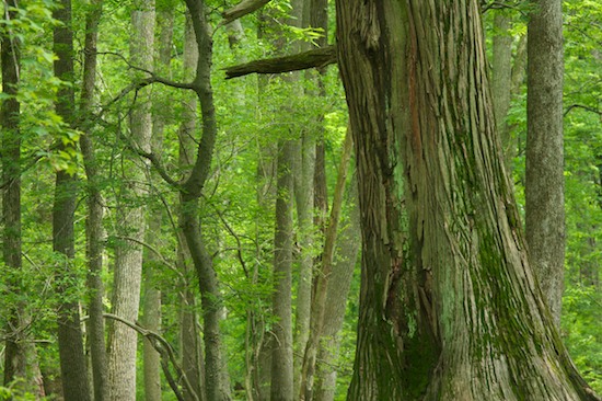 Bark;Belknap;Big Cypress;Bog;Branch;Branches;Cache River State Natural Area;Green;Herbaceous;Illinois;Marsh;Mire;Muskeg;Plant;Reflection;Reflections;Swamp;Swamps;Tree;Tree Trunk;Trees;Trunk