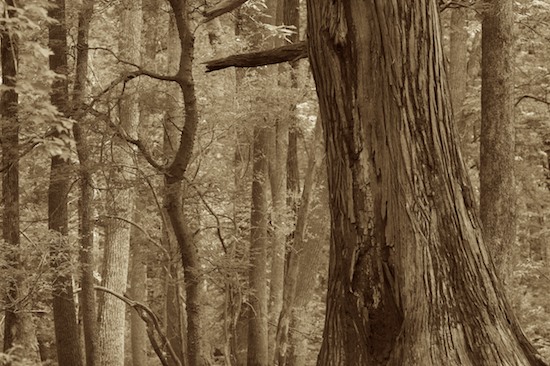 Bark;Belknap;Big Cypress;Black and White;Bog;Branch;Branches;Cache River State Natural Area;Herbaceous;Illinois;Marsh;Mire;Muskeg;Plant;Reflection;Reflections;Sepia;Swamp;Swamps;Tree;Tree Trunk;Trees;Trunk