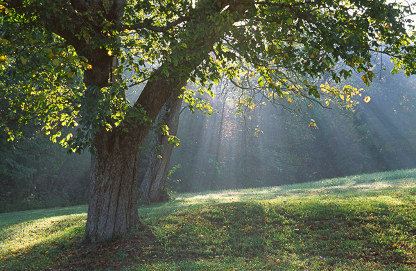 Tree Trunk;Trees;Bush;Shrub;Herbaceous;Woodland;Branch;Branches;Leafy;Bark;Trunk;Plant;Sunlight;Sun;Beams;Sunbeam;Rays;Light;Luminance;Illuminate