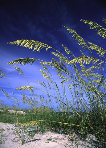 Ocean;Beach;Waves;Shore;Shoreline;Sand;Wet;Water;Sandy;Sea;Plants