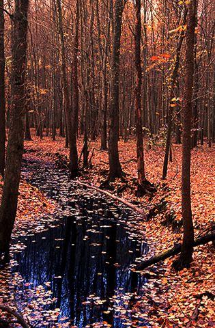 forest, stream, blue, brown, fall, autumn