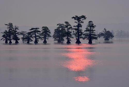 Water;Lake;Pond;Body of Water;Wet;Cool;Deep;Clear;Pool;Reservoir;Plants;Botanical;Leaf;Leaves;Vegetation;Foliage;Veins;Compound;Leaflet;Pool of Water;Reflections;Oneness;Tennessee