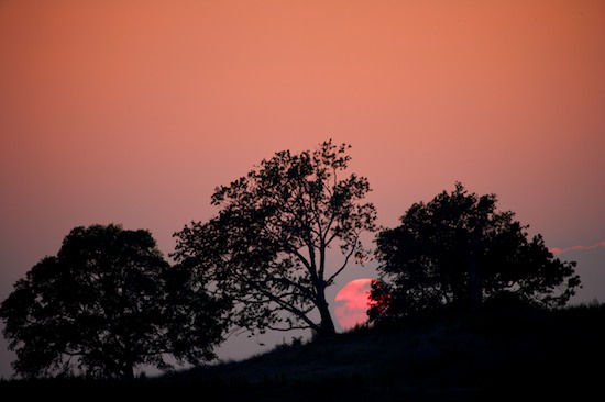 Bark;Beams;Branch;Branches;Bush;Dusk;evening;Herbaceous;Illuminate;Leafy;Light;Luminance;Nightfall;Plant;Rays;Red;Shrub;Sun;Sunbeam;Sundown;Sunlight;Sunset;Tree Trunk;Trees;Trunk;Twilight;Woodland