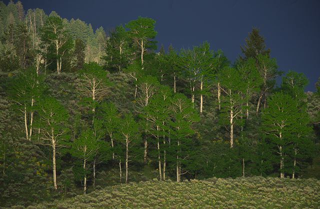 Forest;Trees;Leaves;Leaf;Plants;Woods;Bark;Outdoors;Nature;Natural;Woodland;Tree Trunk;Bush;Shrub;Herbaceous;Branch;Branches;Leafy;Trunk;Plant