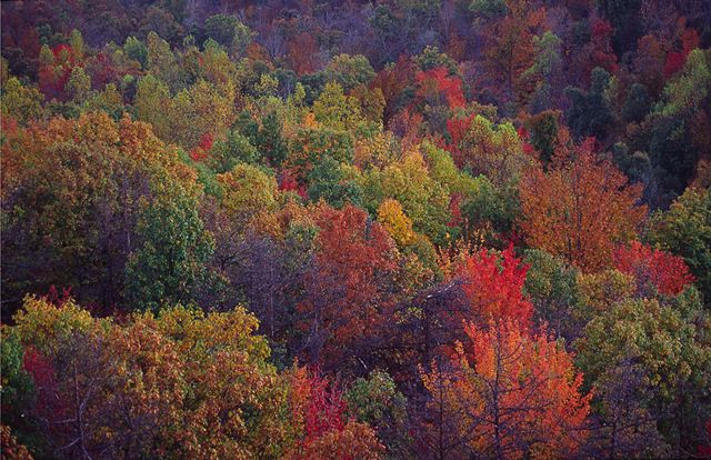 Fall Scenes;Forest;Leaf;Leaves;Nature;Trees;Autumn;Plants;Botanical;Vegetation;Foliage;Veins;Compound;Leaflet;Abstract;Abstractions;Patterns;Shapes;Textures
