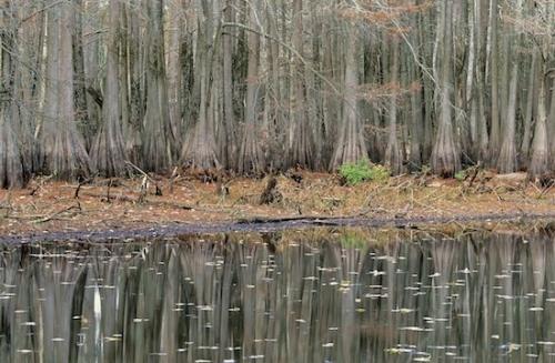 Shrub;Marsh;Plant;Reflections;Branches;Swamp;Branch;Mire;Herbaceous;Woodland;Bush;Gray;Brown;bark;Muskeg;Trees;Leafy;Green;Trunk;Landscape;Bog;Tree Trunk;Reflection;Swamps