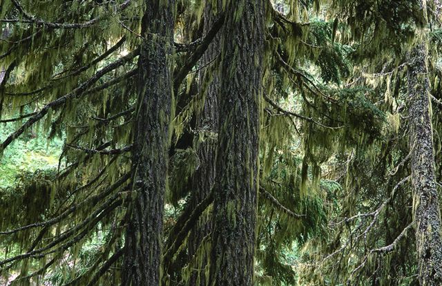 Forest;Trees;Leaves;Leaf;Plants;Woods;Bark;Outdoors;Nature;Natural;Woodland;Botanical;Vegetation;Foliage;Veins;Compound;Leaflet;Moss