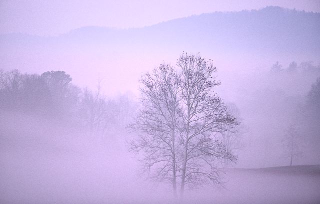 Tree Trunk;Trees;Bush;Shrub;Herbaceous;Woodland;Branch;Branches;Leafy;Bark;Trunk;Plant;Oneness;Fog;Mist;Damp;Misty;Foggy;Obscured