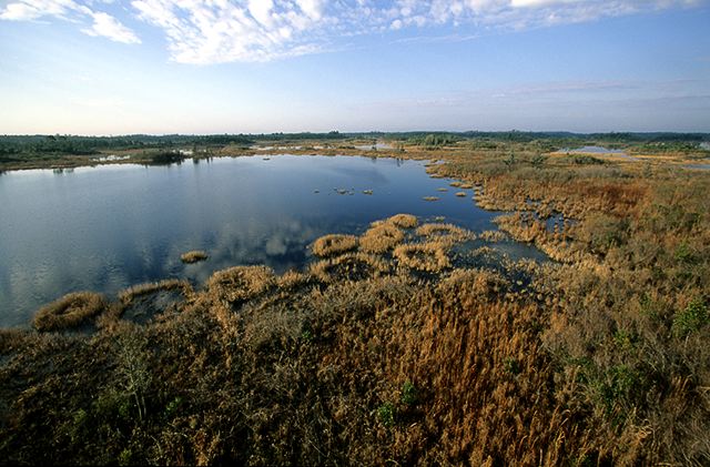Swamp;Swamps;Bog;Marsh;Scenic View