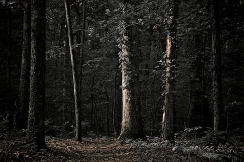 Timber;Sunlight;Forest;Brown;Sunlit Forest;Woods;Woodlands;Timberland;Wood;Trail;Henry Horton State Park;Green;Woodland
