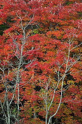 Big South Fork National Recreat;Leaves;Tennessee;Abstract;Trees;Fall Scene;Fall Scenes;Forest;Leaf;Nature;Autumn;Plants;Woods;Bark;Outdoors;Natural;Woodland;Abstractions;Patterns;Shapes;Textures;Botanical;Vegetation;Foliage;Veins;Compound;Leaflet