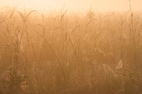 Abstract;Arachnid;Bead;Brown;Bug;Damp;Details;Dew;Dewey;Drop;Droplet;entymology;Fog;Foggy;Grass;Insect;Insects;Mist;Misty;Moisture;Morning;Obscured;Oneness;Reflections;Spider;Spiderweb;Tan;Water;Web;Wings