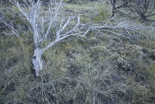 Colorado;Alamosa;Great Sand Dunes National Park and Preserve;Textures;Shapes;Patterns;Abstractions;Abstract;Plant;Trunk;Bark;Leafy;Branches;Branch;Woodland;Herbaceous;Shrub;Bush;Trees;Tree Trunk