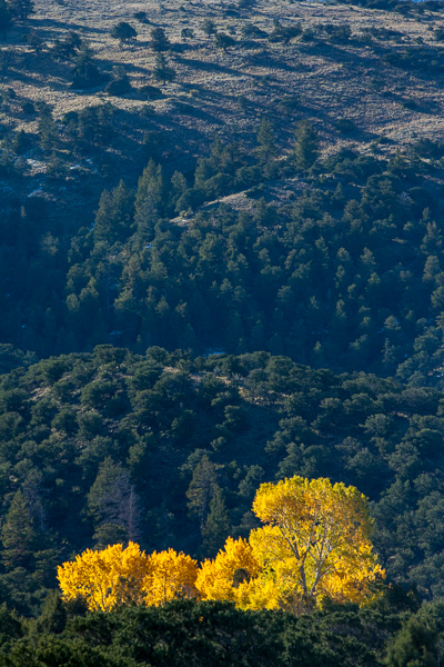 Autumn;Blue;Branches;Bush;Calm;Colorado;Fall;Forest;Forested;Gold;Great Sand Dunes National Park and Preserve;Habitat;Healing;Health care;Healthcare;Herbaceous;Leaf;Leafy;Minimalism;Mountain;Mountain Side;Mountain Top;Mountainous;Mountains;Nature;Pastoral;Peak;Pinnacle;Plant;Precipice;Range;Shrub;Summit;Sunlight;Sunshine;Timber;Timberland;Tree;Vein;Wood;Woodland;Woods;Yellow;bark;branch;foliage;green;landscape;leaves;oneness;orange;peaceful;plants;restful;serene;sky;soothing;sunlit;tranquil;tree trunk;trees;trunk;zen
