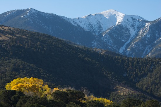 Bark;Branch;Branches;Bush;Foliage;Great Sand Dunes National Park and Preserve;Herbaceous;Leaf;Leafy;Leaves;Mountain;Mountain Top;Mountainous;Mountains;Peak;Pinnacle;Plant;Precipice;Range;Shrub;Summit;Tree Trunk;Trees;Trunk;Vein;Woodland