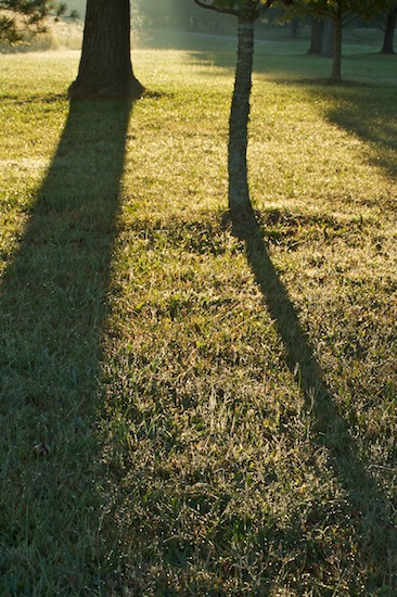 Abstract;Bark;Bead;Branch;Branches;Brown;Bush;Details;Dew;Dewey;Drop;Droplet;Green;Herbaceous;Leafy;Moisture;Morning;Plant;Reflections;Shadows;Shrub;Tree Trunk;Trees;Trunk;Water;Woodland