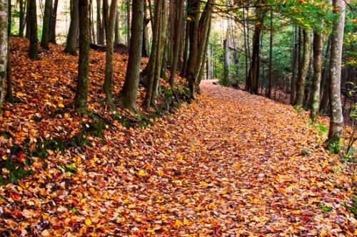 Brown;Calm;Fallen;Fallen Leaves;Forest;Forested;Gold;Habitat;Hiking Trail;Leaf;Mountains;Nature;Pastoral;Path;Pathway;Tan;Timber;Timberland;Tree;Walkway;Wood;Woodland;Woods;Yellow;foliage;landscape;leaves;oneness;orange;peaceful;restful;road;soothing;trail;tranquil;tree limbs;trees;trunk;zen
