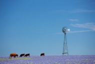 Field;Cow;Agriculture;windmill;floral;Farmland;Blue;Farm;grass;Wildflower;Sky;Co