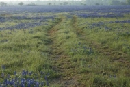 First-Light;Sun-up;Pasture;Texas-Bluebonnet;Break-of-Day;red;Bloom;close-of-day;