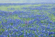 Fabaceae;TX;Pistil;Daybreak;Flower;Prairie;Petals;fog;red;Weather;Texas;Floweret