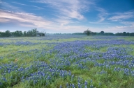 Flowers;Lavender;Periwinkle;close-of-day;Lupinus-texensis;Bluebonnets;Bloom;Mead
