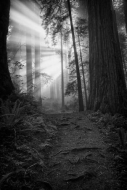 Hiking-Trail;Fog;Foggy;pathway;roads;Haze;Redwood-National-Park;Trunk;Tree-Trunk