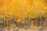 Autumn;Branches;Brown;Fall;Gold;Grand-Tetons;Grand-Tetons-National-Park;Jackson-