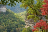 Bark;Bluff;Branch;Branches;Bush;Cliff;Crag;Escarpment;Fall;Green;Herbaceous;Leaf