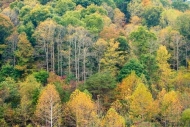 Ataya-Tract;Autumn;Branches;Brown;Calm;Cumberland-Mountain;Fall;Forest;Forested;