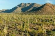 Arid;Arizona;Blue;Brown;Cactus;Dry;Gold;Mountain;Mountainous;Nature;Tan;cacti;de