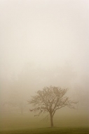 Oneness;Fog;Mist;Damp;Misty;Foggy;Obscured;Tree-Trunk;Trees;Bush;Shrub;Herbaceou