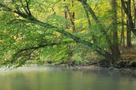 Brook;Creek;Forest;Green;New-Jersey;Ramapo-Reservation;Ramapo-River;River;River-