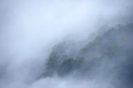 Oneness;Fog;Mist;Damp;Misty;Foggy;Obscured;Fall-Scenes;Forest;Leaf;Leaves;Nature