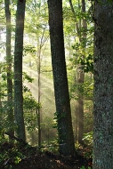 Sunrise;Sunlight;Nature-Conservancy;Oneness;Tapoco;Great-Smoky-Mountains;Forest;