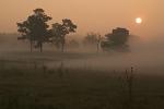Tennessee;Trees;Sunrise;Fog;Beginning;Oneness;Forest;Leaf;Leaves;Nature