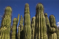 Cactus;Desert;Spines;Dry;Arizona;Southwest;Abstract;Abstractions;Patterns;Shapes