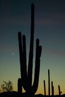Cactus;Desert;Spines;Dry;Arizona;Southwest;Abstract;Abstractions;Patterns;Shapes
