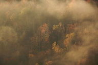 Autumn;Bark;Big-South-Fork-National-Recreation-Area;Branch;Branches;Fall;Fog;Fog