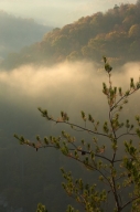Autumn;Bark;Big-South-Fork-National-Recreation-Area;Branch;Branches;Fall;Fog;Fog