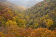 Leaf;Leaves;Leafy;Foliage;Steep;Sheer;Canyon;Cumberland-Plateau