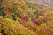 Tennessee;Tracy-City;Fiery-Gizzard;Leaf;Leaves;Leafy;Foliage;Steep;Sheer;Canyon;