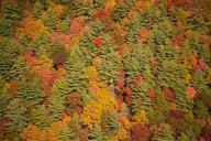 Aerial;Autumn;Bark;Branch;Branches;Brown;Chattahoochee-National-Forest;Fall;Fall