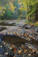 Leafy;Leaves;Fall;Riverbed;Geology;Jacks-River;Conasauga-River;Creek;Foliage;Str